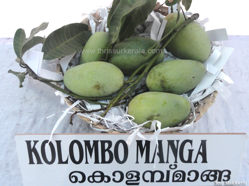 Kolombo Mango